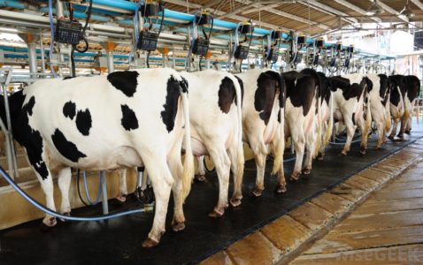 cows-being-milked