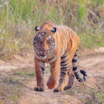 lrtjgsf] lgs'~hdf Kff6] af3  lrtjgsf] /fli6«o lgs'~hdf b]lvPsf] b'n{e kf6]af3 . tl:a/ M ;f}hGo¬;fu/ lu/L, /f;;