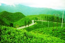 Tea-Farm