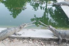 ghadiyal-ghohi_gTnBtiftSe