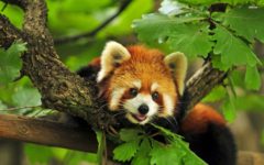 red-panda-3-1024x640