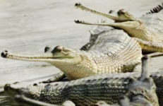 गोही-प्रजनन-केन्द्र