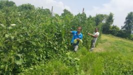 agriculture-kapilbastu_4XhrEso12v