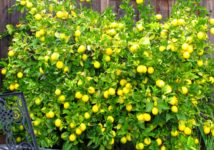 lemon-tree-1