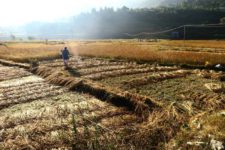 dhan-katdai-59e4230a965db8.91597819