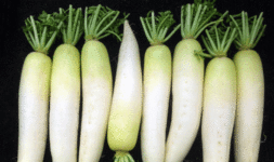 Radish-mula
