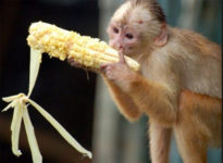 about-monkey-21759