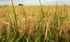 local-rice-farm