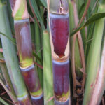 sugarcanenepalfarming