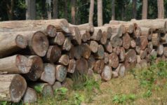 wood-57b97a40440201.51575828